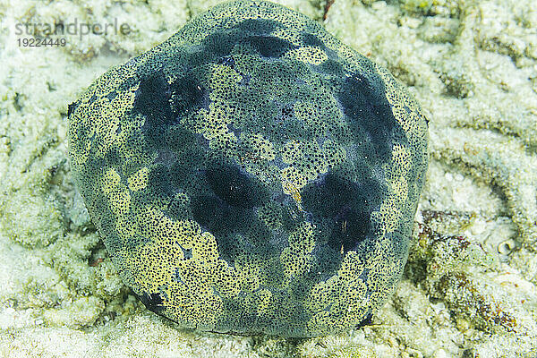 Kissenstern (Culcita novaeguineae)  im flachen Schutt vor der Insel Kri  Raja Ampat  Indonesien  Südostasien  Asien