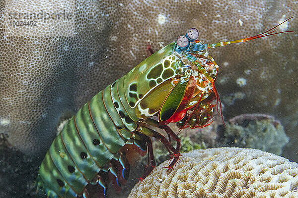 Eine erwachsene Gottesanbeterin (Odontodactylus scyllarus)  auf den Äquatorinseln  Raja Ampat  Indonesien  Südostasien  Asien