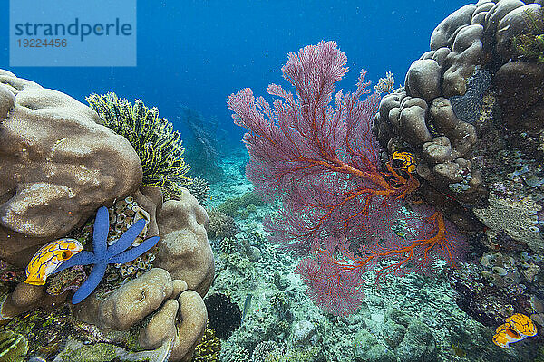 Seesterne  Manteltiere und Gorgonien auf der Freewin Wall  in der Nähe der Insel Waigeo  Raja Ampat  Indonesien  Südostasien  Asien