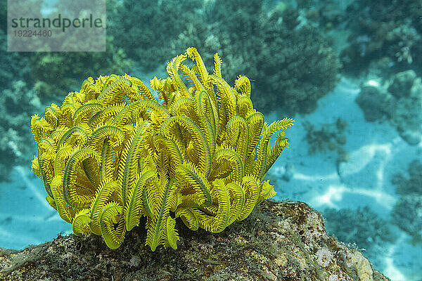 Bennetts Federstern (Oxycomanthus bennetti)  in den flachen Riffen vor Bangka Island  Indonesien  Südostasien  Asien