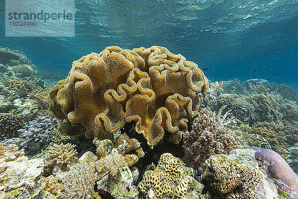 Korallen im kristallklaren Wasser in den flachen Riffen vor der Insel Bangka  vor der nordöstlichen Spitze von Sulawesi  Indonesien  Südostasien  Asien