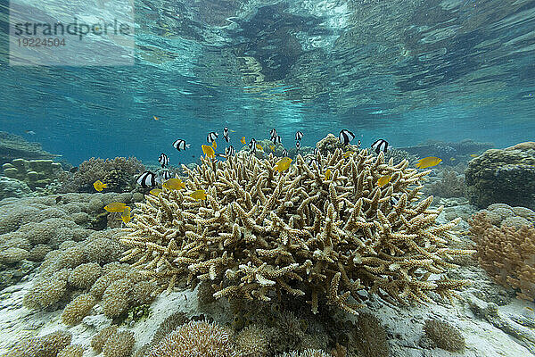 Korallen im kristallklaren Wasser in den flachen Riffen vor der Insel Bangka  vor der nordöstlichen Spitze von Sulawesi  Indonesien  Südostasien  Asien