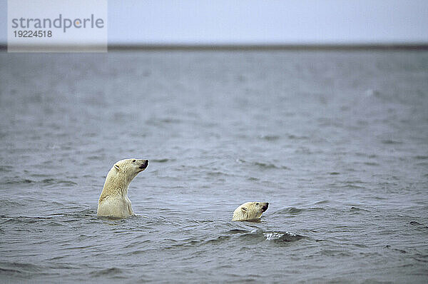 Zwei Eisbären (Ursus maritimus) schwimmen im Meer; North Slope  Alaska  Vereinigte Staaten von Amerika