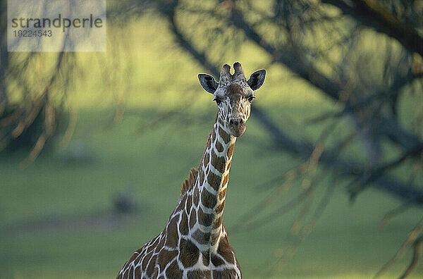 Porträt einer Netzgiraffe (Giraffa reticulata) in einem Zoo; Glen Rose  Texas  Vereinigte Staaten von Amerika