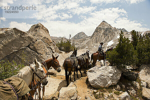 Pferd und Reiter führen eine Reihe von Lasttieren im Kings-Canyon-Nationalpark  Kalifornien  USA; Kalifornien  Vereinigte Staaten von Amerika