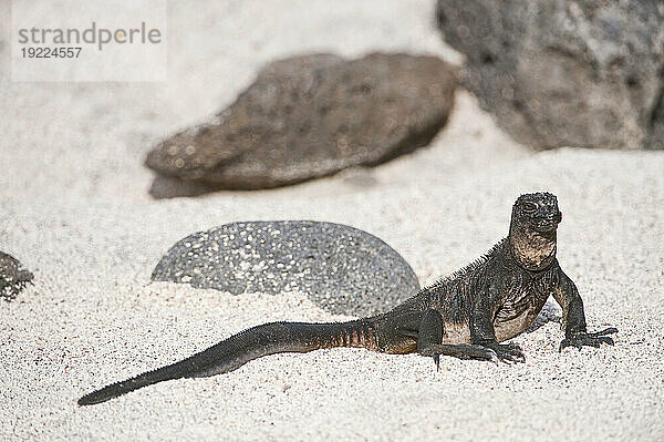 Meeresleguan (Amblyrhynchus cristatus) auf North Seymour Island im Galapagos Islands National Park; North Seymour Island  Galapagos-Inseln  Ecuador