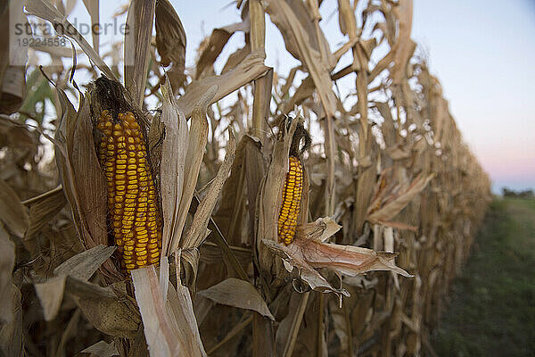 Ähren auf Halmen in einem Feld; Dunbar  Nebraska  Vereinigte Staaten von Amerika