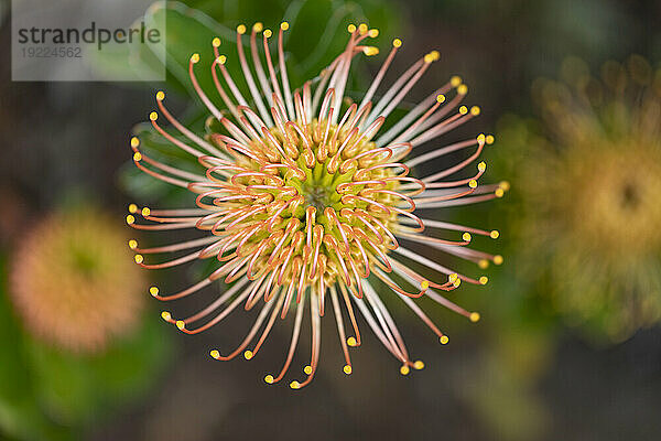 Nahaufnahme eines gelben und orangefarbenen Leucospermum  Proteaceae  allgemein bekannt als Pincushion Protea im Botanischen Garten von Kula; Maui  Hawaii  Vereinigte Staaten von Amerika