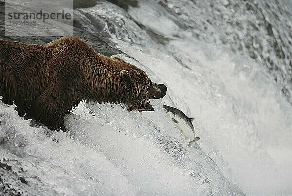 Grizzlybär (Ursus arctos horribilis) bereitet sich darauf vor  einen springenden Lachs aus einem Wasserfall zu schnappen  Brooks Falls  Katmai National Park and Preserve  Alaska  USA; Alaska  Vereinigte Staaten von Amerika