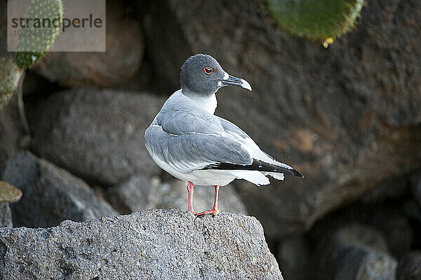 Schwalbenschwanzmöwe (Creagrus furcatus) im Galapagos-Inseln-Nationalpark; Genovesa-Insel  Galapagos-Inseln  Ecuador