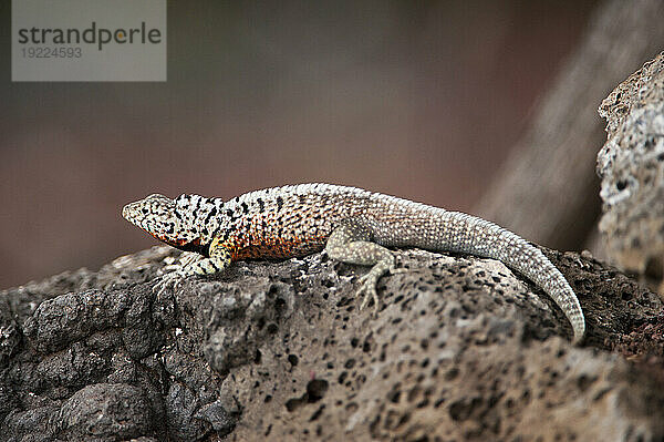 Nahaufnahme einer weiblichen Galapagos-Lava-Eidechse (Microlophus albemarlensis) auf einem Felsen auf der Insel Santa Cruz im Nationalpark der Galapagos-Inseln; Insel Santa Cruz  Galapagos-Inseln  Ecuador