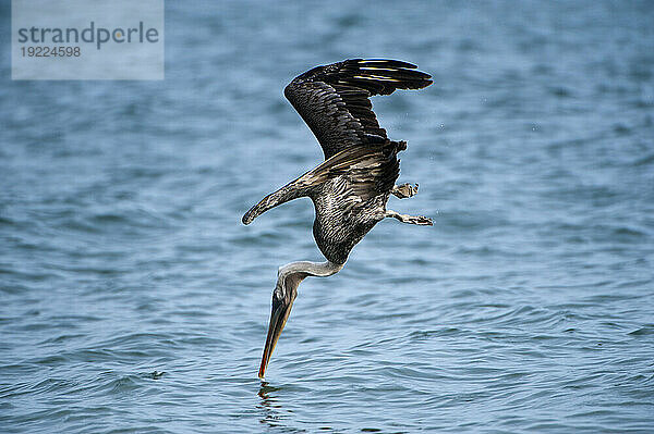 Brauner Pelikan (Pelecanus occidentalis) taucht zum Fischfang in der Nähe der Insel Santiago im Nationalpark der Galapagosinseln; Galapagos-Inseln  Ecuador