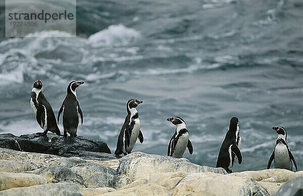 Peruanische oder Humboldt-Pinguine (Spheniscus humboldti) an einem felsigen Ufer im Nationalpark Pan de Azucar; Chile