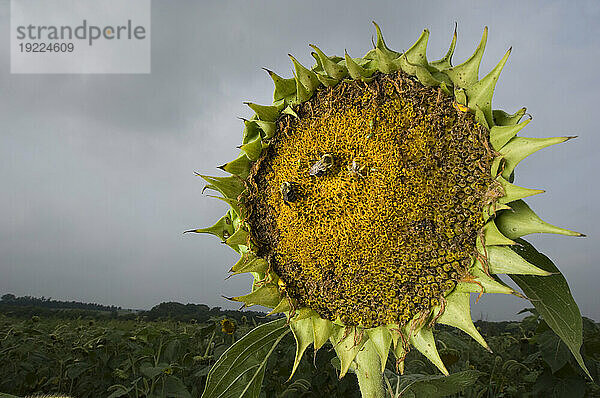 Bienen sammeln Pollen in einer Sonnenblume (Helianthus annuus); Nebraska  Vereinigte Staaten von Amerika