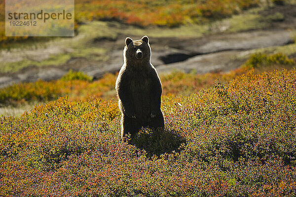 Sibirischer Braunbär (Ursus arctos beringianus) steht auf seinen Hinterbeinen in der Tundra; Kronotsky Zapovednik  Kamtschatka  Russland