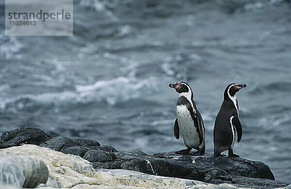 Zwei peruanische oder Humboldt-Pinguine (Spheniscus humboldti) an einem felsigen Ufer im Nationalpark Pan de Azucar; Chile