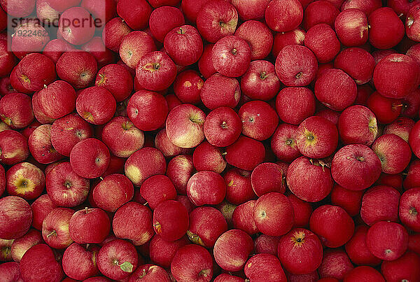 Fülle an frisch gepflückten Äpfeln; Gilbertville  New York  Vereinigte Staaten von Amerika