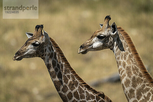 Nahaufnahmeporträt zweier junger Südgiraffen (Giraffa giraffa) nebeneinander; Chobe-Nationalpark  Botswana