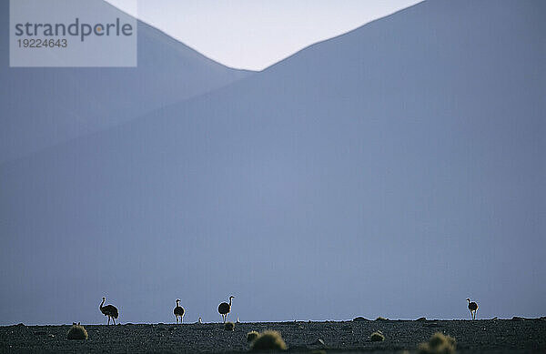 Strauße in der Atacama-Wüste; Chile