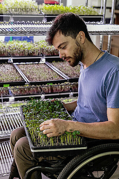 Geschäftsinhaber im Rollstuhl inspiziert unter Beleuchtung eine Vielzahl von Microgreens  die in Schalen wachsen; Edmonton  Alberta  Kanada