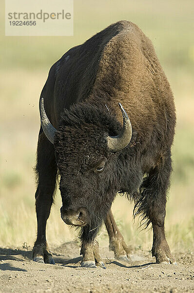 Porträt eines Bisons (Bison Bison) auf einer Ranch in Montana  USA; Malta  Montana  Vereinigte Staaten von Amerika