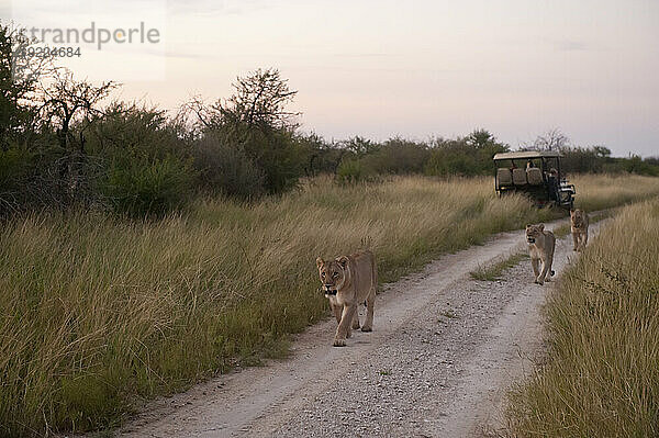 Afrikanische Löwen (Panthera leo) laufen eine unbefestigte Straße im Madikwe Game Preserve in Südafrika entlang; Südafrika