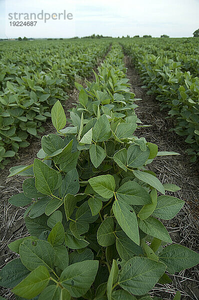 Reihen von Sojabohnenpflanzen (Glycine max) auf einem landwirtschaftlichen Feld in Nebraska  USA; Cortland  Nebraska  Vereinigte Staaten von Amerika