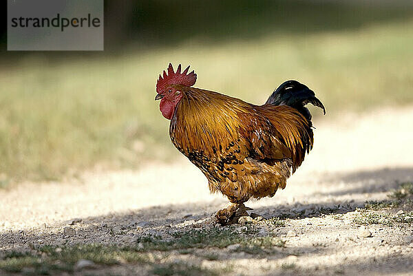 Porträt eines Huhns (Gallus gallus Domesticus)  das auf einem Kiesweg auf einer Schweinefarm steht; Greenleaf  Kansas  Vereinigte Staaten von Amerika