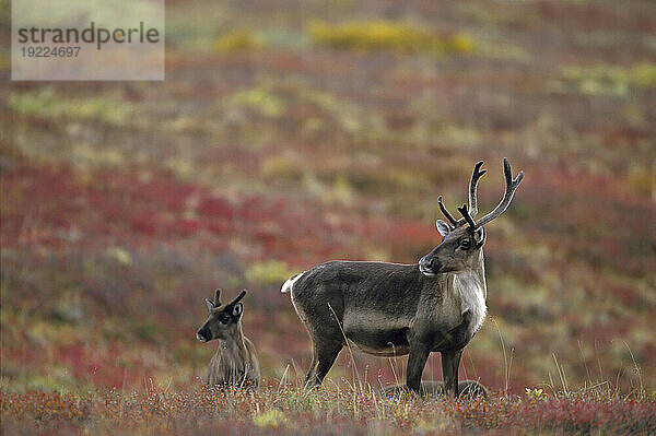 Karibu-Kuh und Kalb (Rangifer tarandus) in der Tundralandschaft des Denali-Nationalparks  Denali-Nationalpark und -Reservat  Alaska  USA; Alaska  Vereinigte Staaten von Amerika