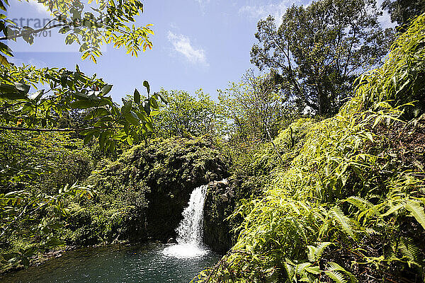 Blick durch üppige Vegetation auf einen stürzenden Wasserfall mit türkisfarbenem Pool entlang der Straße nach Hana  malerische Route; Maui  Hawaii  Vereinigte Staaten von Amerika