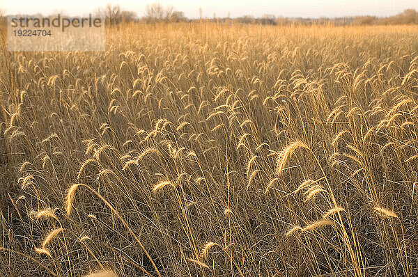 Kanadischer Wildroggen (Elymus canadensis) wächst auf einer Parzelle des Conservation Reserve Program; Valparaiso  Nebraska  Vereinigte Staaten von Amerika