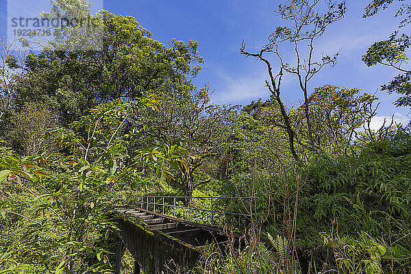 Üppige Vegetation und alte Fußgängerbrücke entlang der Straße nach Hana  malerische Route; Maui  Hawaii  Vereinigte Staaten von Amerika