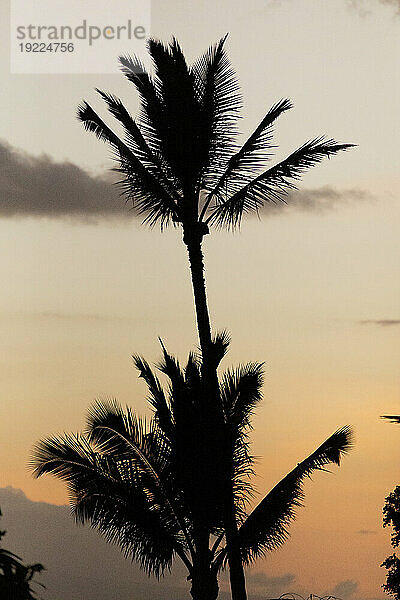 Silhouette von Palmen (Arecaceae) vor einem goldenen Himmel in der Dämmerung in Kihei; Maui  Hawaii  Vereinigte Staaten von Amerika