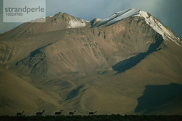 Herde Lamas (Lama glama) als Silhouette vor den hoch aufragenden Anden Chiles; Chile