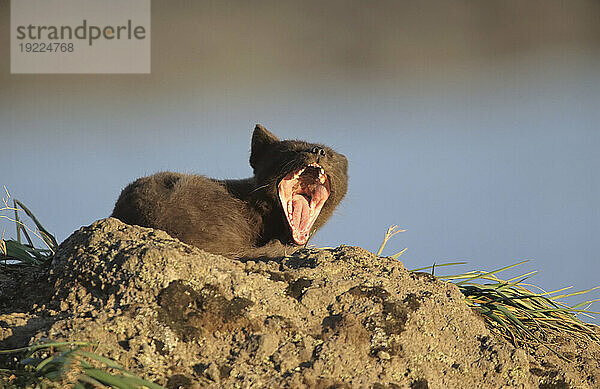 Gähnender Polarfuchs (Alopex lagopus) im Sommerfell; St. Paul Island  Pribilof Islands  Alaska  Vereinigte Staaten von Amerika