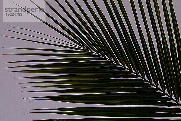 Nahaufnahme der Silhouette eines tropischen Palmwedels vor einem violetten Nachthimmel in Kihei; Maui  Hawaii  Vereinigte Staaten von Amerika