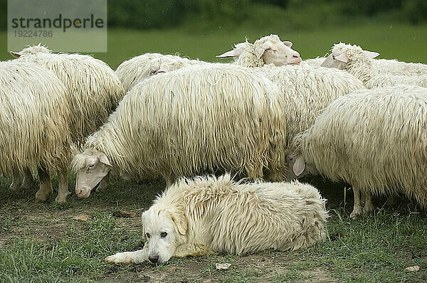 Schäferhund (Canis lupus Familiaris) wacht über eine Schafherde (Ovis aries) auf einem Feld an den Hängen in der Nähe von Pienza  Toskana; Pienza  Toskana  Italien