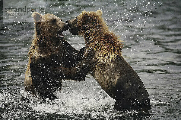 Zwei Grizzlybären (Ursus arctos horribilis) kämpfen auf ihren Hinterbeinen im Wasser. Die Bären konkurrieren um ein erstklassiges Angelgebiet  Brooks Falls  Katmai-Nationalpark  Alaska  USA; Alaska  Vereinigte Staaten von Amerika