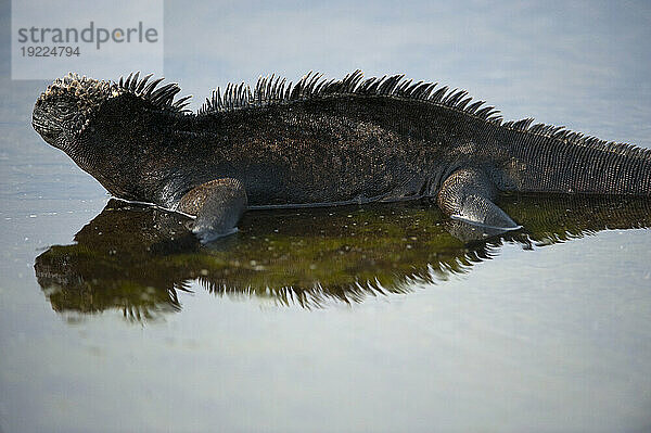 Meeresleguan (Amblyrhynchus cristatus) und seine Spiegelung auf dem Wasser im Galapagos-Inseln-Nationalpark; Insel Santiago  Galapagos-Inseln  Ecuador