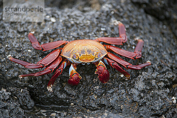 Sally Lightfoot-Krabbe (Grapsus grapsus) auf einem Felsen im Galapagos-Nationalpark; Galapagos-Inseln  Ecuador