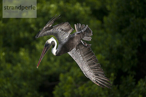 Brauner Pelikan (Pelecanus occidentalis) im Flug in der Nähe der Insel Santiago im Nationalpark der Galapagosinseln; Galapagos-Inseln  Ecuador