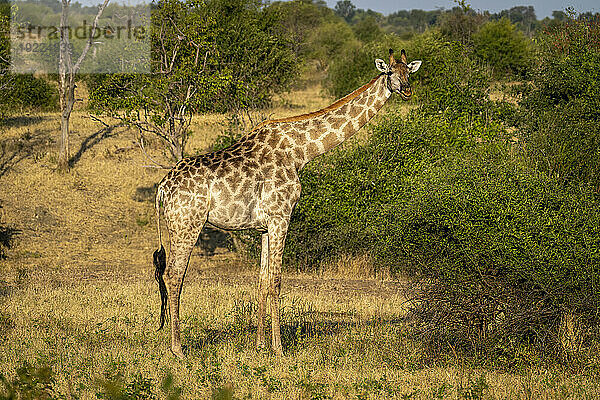 Porträt einer Südlichen Giraffe (Giraffa giraffa)  die an einem Busch steht und die Kamera beobachtet; Chobe-Nationalpark  Botswana