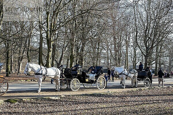 Klampenborg  Dänemark  16. Februar 2019: Zwei Pferdekutschen im Hirschpark Dyrehaven. Dyrehaven ist ein Waldpark nördlich von Kopenhagen  Europa