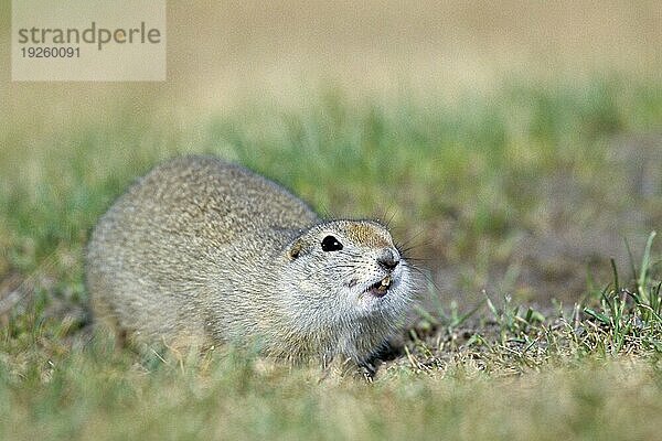 Richardson-Ziesel (Urocitellus richardsonii) ist ein in Nordamerika vorkommendes Erdhörnchen  daß die nördlichen Bundesstaaten der USA und einige südliche Bundesstaaten Kanadas bewohnt (Foto Alttier am Baueingang)  Richardsons Ground Squirrel is a North American ground squirrel species and is found in some states of the northern USA and some states of southern Canada (Flickertail) (Photo adult at the entrance of the burrow)