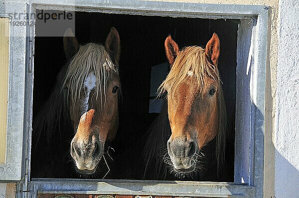 Pferde (Equus ferus caballus) schauen aus der Box nach draußen  Ostern  Füssen  Deutschland  Europa