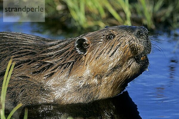 Kanadischer Biber (Castor canadensis)  das natürliche Vorkommen ist der nordamerikanische Kontinent (Foto Porträt vom Biber)  North American Beaver is native to North America (Photo portrait of an adult beaver)