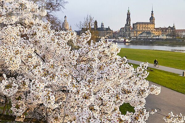 Blühende Bäume am Neustädter Elbufer am Abend