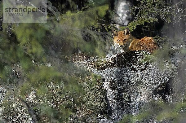 Rotfuchs (Vulpes vulpes) liegt entspannt auf einem Felsen und genießt die Sonne (Rotfuchs) (Fuchs)  Red Fox relaxing on a rock and enjoying the sun (European Red Fox)