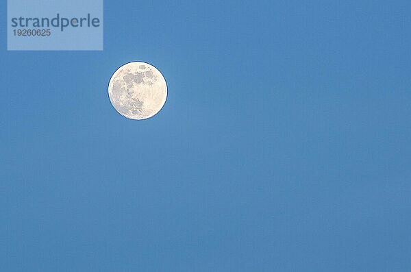 Dämmerung mit Vollmond und Palmensilhouette in Aruba  Karibik