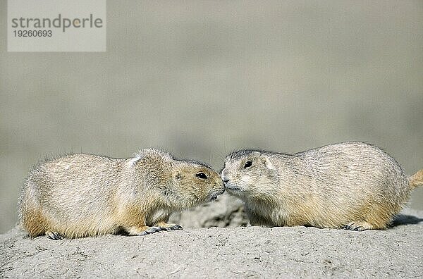 Schwarzschwanz-Präriehunde (Cynomys ludovicianus) bekunden ihren Zusammenhalt durch Körperkontakt (Praeriehund)  Black-tailed Prairie Dogs showing their solitary by body contact